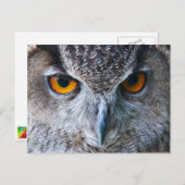Oranje Owl Eyes fotografie Briefkaart (Voorkant / Achterkant)
