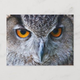 Oranje Owl Eyes fotografie Briefkaart