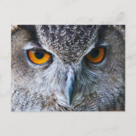 Oranje Owl Eyes fotografie Briefkaart