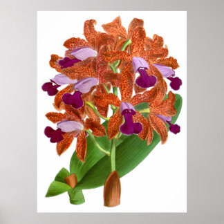  Oranje Paars orchidee ventiel - Poster