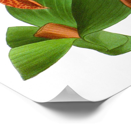  Oranje Paars orchidee ventiel - Poster (Hoek)