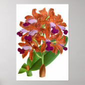  Oranje Paars orchidee ventiel - Poster (Voorkant)