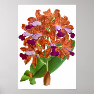  Oranje Paars orchidee ventiel - Poster