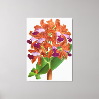 Oranje Paarse Orchid Flower - Canvas Print