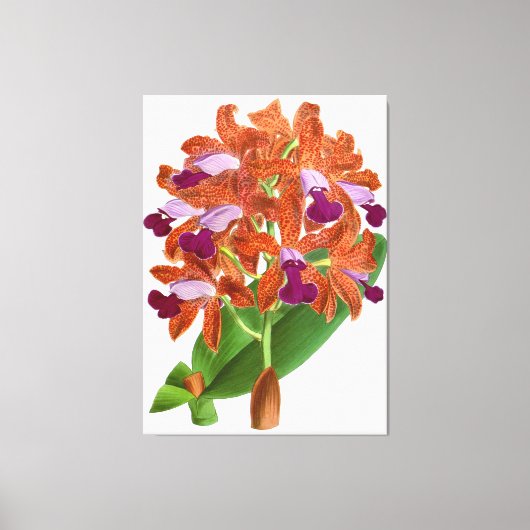  Oranje Paarse Orchid Flower - Canvas Print (Voorkant)