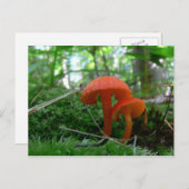 Oranje paddenstoelen briefkaart (Voorkant / Achterkant)