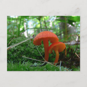 Oranje paddenstoelen briefkaart