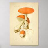 Oranje paddenstoelen Kunst print Frans (Voorkant)