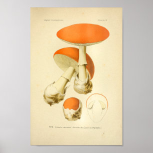  Oranje paddenstoelen Kunst print Frans
