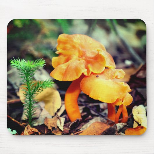 Oranje paddenstoelen Natuur Muismat (Voorkant)