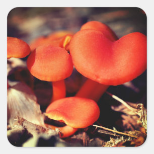 Oranje paddenstoelen Natuur Vierkante Sticker