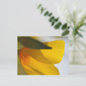 Oranje papaver briefkaart (Staand voorkant)