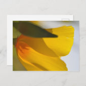 Oranje papaver briefkaart (Voorkant / Achterkant)