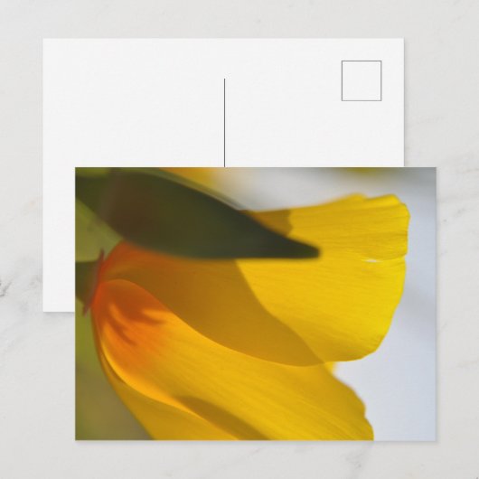 Oranje papaver briefkaart (Voorkant / Achterkant)