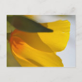 Oranje papaver briefkaart (Voorkant)