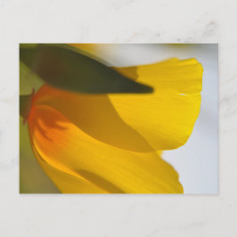 Oranje papaver briefkaart