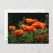 Oranje papaver Briefkaart (Voorkant / Achterkant)