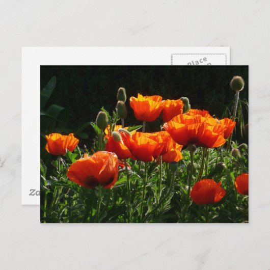 Oranje papaver Briefkaart (Voorkant / Achterkant)