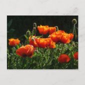 Oranje papaver Briefkaart (Voorkant)