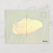 Oranje papaver briefkaart (Achterkant)