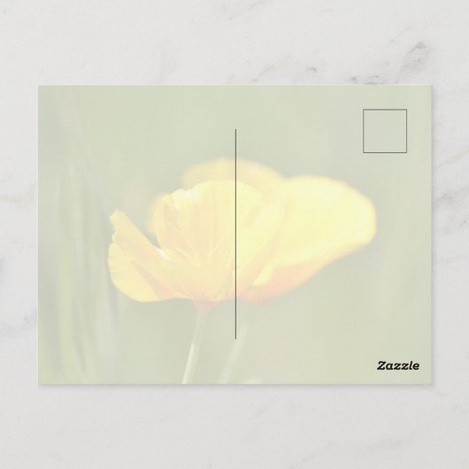 Oranje papaver briefkaart (Achterkant)