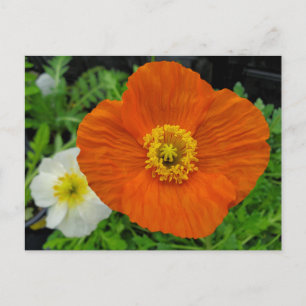 Oranje papaver briefkaart