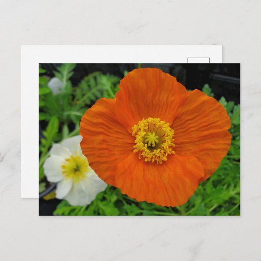 Oranje papaver briefkaart (Voorkant / Achterkant)