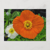 Oranje papaver briefkaart (Voorkant)