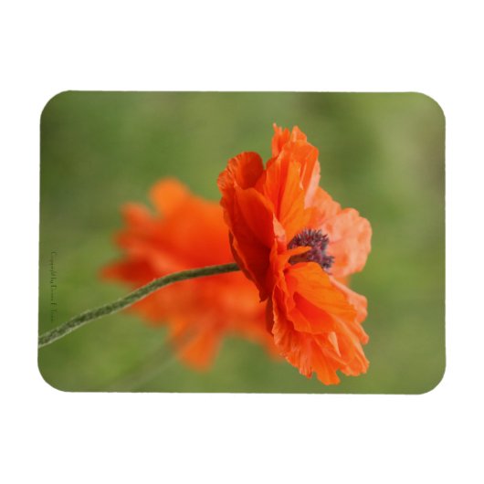 Oranje papaver magneet (Horizontaal)