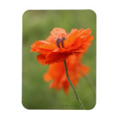 Oranje papaver magneet (Verticaal)