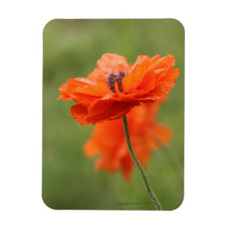 Oranje papaver magneet