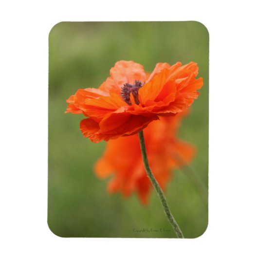 Oranje papaver magneet (Verticaal)