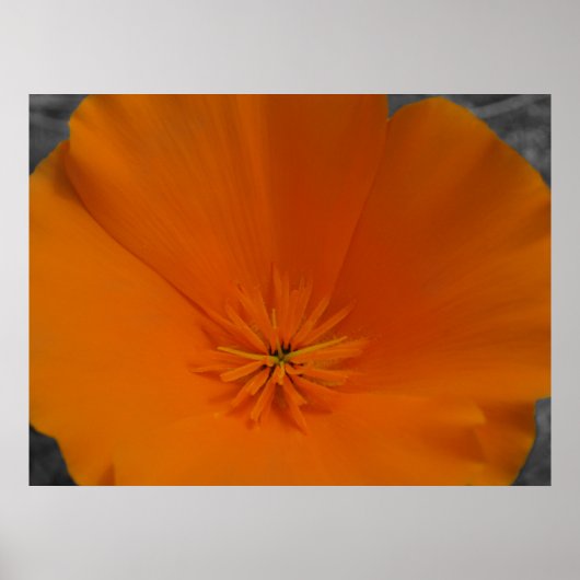Oranje papaver met BW Poster (Voorkant)
