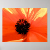 Oranje papaver poster (Voorkant)