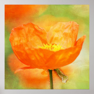 Oranje papaver poster