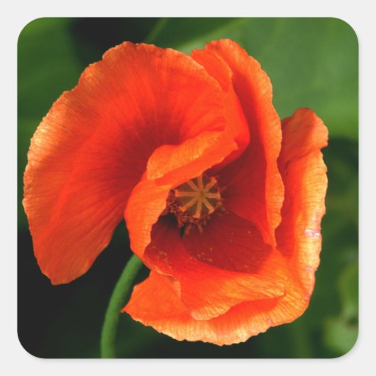 Oranje papaver vierkante sticker (Voorkant)