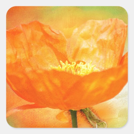 Oranje papaver vierkante sticker (Voorkant)