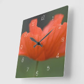 Oranje papaverbloem in groene tuin vierkante klok (Hoek)