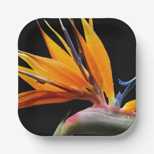 Oranje Paradijsvogel Plant Bloom Floral Papieren Bordje (Voorkant)