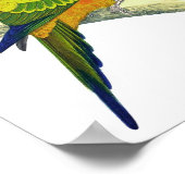 Oranje parrot No.10 Antiek Bird Print (Hoek)