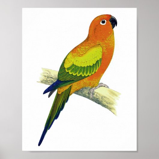 Oranje parrot No.10 Antiek Bird Print (Voorkant)