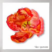 Oranje Parrot Tulip Digital Art ontvlammen