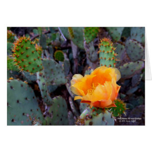 Oranje pear opuntia cactus blossom foto
