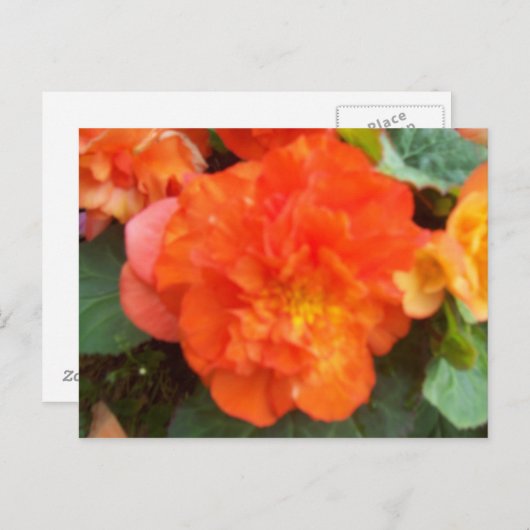 Oranje Peony Briefkaart (Voorkant / Achterkant)