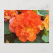 Oranje Peony Briefkaart (Voorkant)