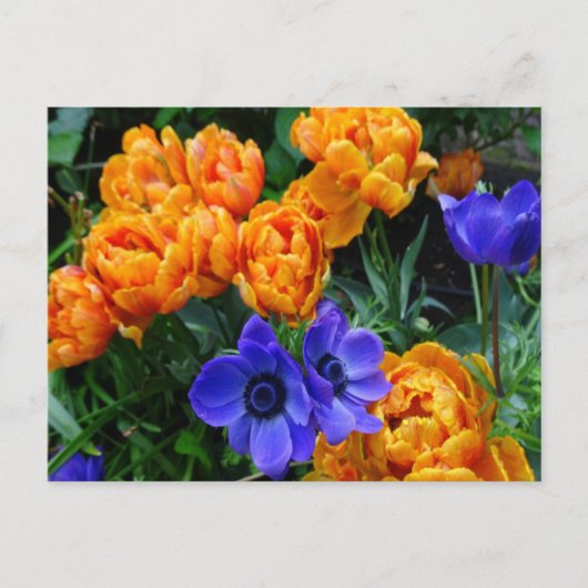 Oranje Peony Tulips & Blue Anemones DIY Briefkaart (Voorkant)