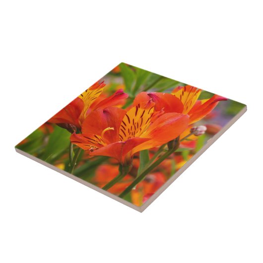 Oranje Peruviaanse Lily Ceramic Tile Tegeltje (Zijkant)