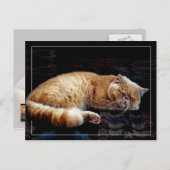 Oranje Perzisch katje slapen Briefkaart (Voorkant / Achterkant)