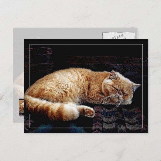 Oranje Perzisch katje slapen Briefkaart (Voorkant / Achterkant)