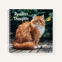 Oranje Perzische kat